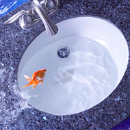 Goldfish in Sink